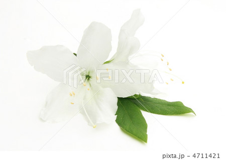 白いツツジの花 4711421