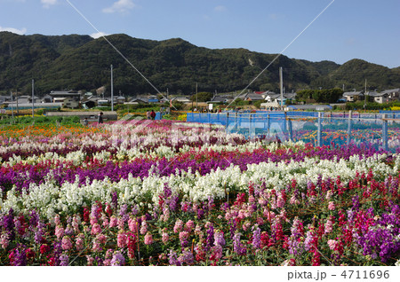 千倉の花畑 4711696