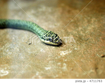 ゴールデントビヘビ 4711763