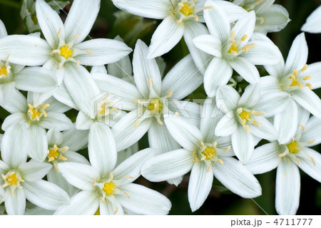 オーニソガラム オオアマナ スターオブベツレヘム Star Of Bethlehemの写真素材