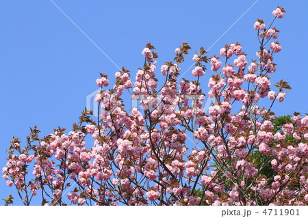 八重桜 八重桜 4711901