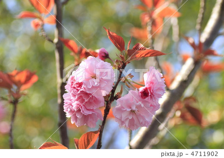 八重桜 八重桜 4711902