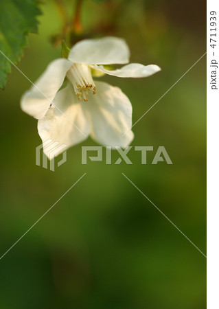 モミジイチゴの花 モミジイチゴの花 4711939