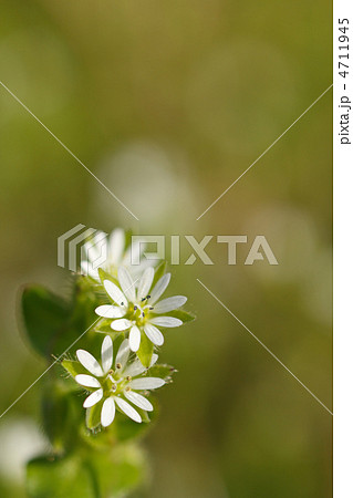 ハコベの花 ハコベの花 4711945