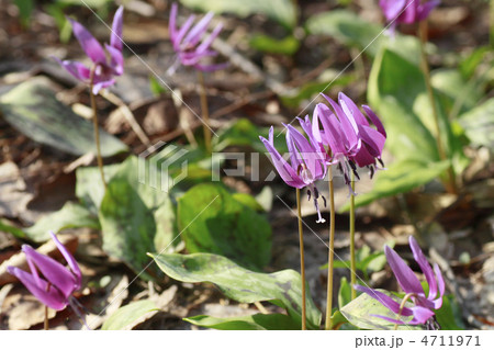 刺巻のカタクリの花 刺巻のカタクリの花 4711971