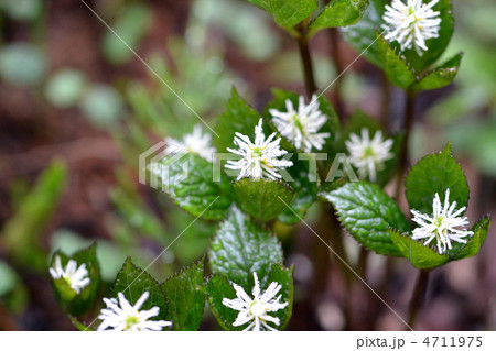 ヒトリシズカ ヒトリシズカ 4711975