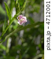 大根の花 4712001