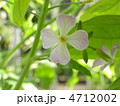 大根の花 4712002