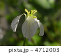 大根の花 4712003
