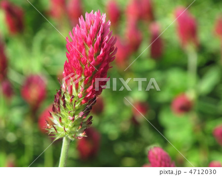 ストロベリーキャンドル 4712030