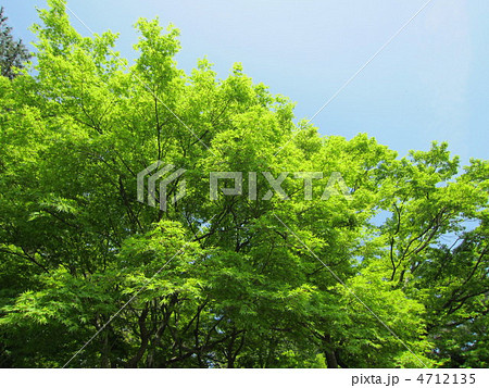 楓の新緑 4712135
