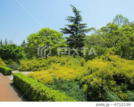 修善寺　虹の郷（にじのさと）　新緑 4712136