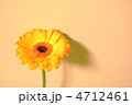 ガーベラ 4712461