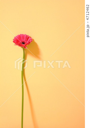 ガーベラ 4712462