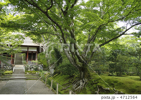 苔寺 4712564