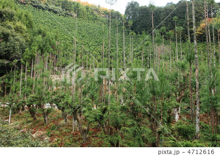 北山台杉 北山台杉 4712616