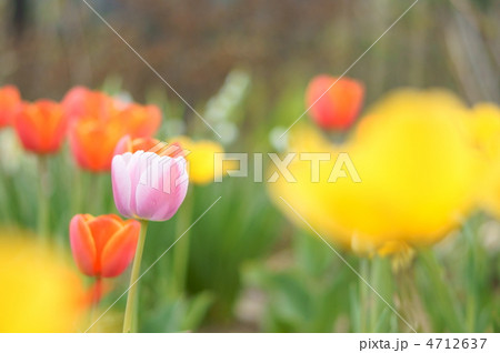 チューリップ チューリップ 4712637