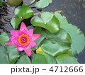 蓮 4712666