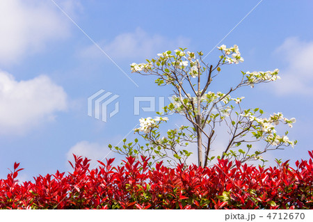 白いハナミズキ 4712670