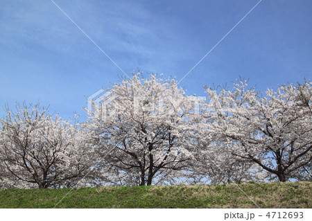 桧木内川堤の桜並木 4712693