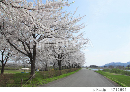 桧木内川堤の桜並木 桧木内川堤の桜並木 4712695
