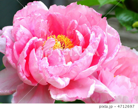 ボタン（ピンク）：花競(ハナキソイ) 4712697