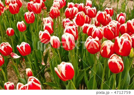 咲き乱れる紅白のチューリップ(富山県砺波市) 咲き乱れる紅白のチューリップ(富山県砺波市) 4712759