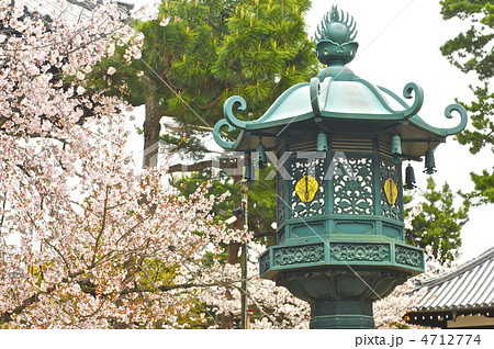 桜と青銅の燈籠(知恩寺/京都市左京区田中門前町) 桜と青銅の燈籠(知恩寺/京都市左京区田中門前町) 4712774