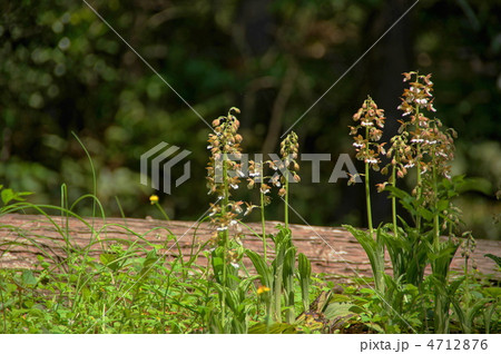 4月　エビネ・ラン科28群生地 4712876