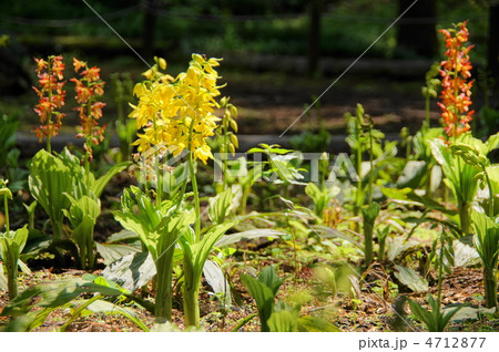 4月　エビネ・ラン科27群生地 4712877