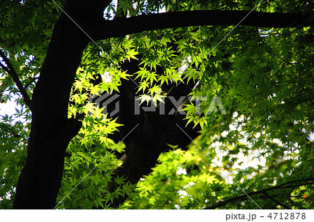 4月　イロハモミジ・カエデ科185新緑 4712878