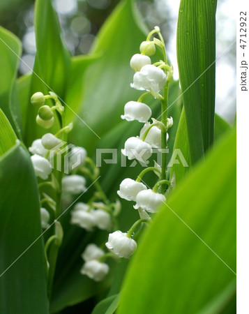 スズラン（白） 4712922
