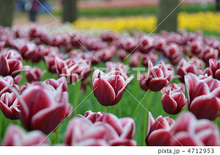 チューリップ畑 4712953