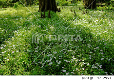 4月　ホソバオオアマナ・ユリ科05群生地 4712954