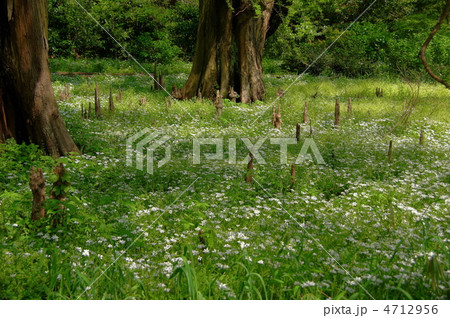 4月　ホソバオオアマナ・ユリ科03群生地 4712956