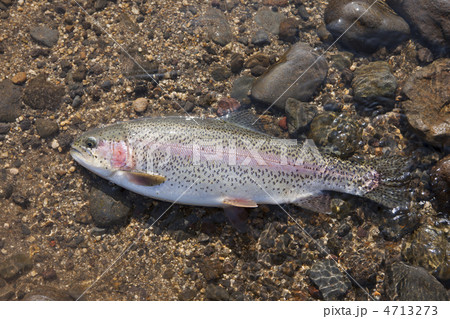 釣り上げたニジマス 釣り上げたニジマス 4713273