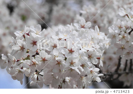 角館の桜 角館の桜 4713423