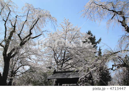 角館の武家屋敷の枝垂れ桜 4713447