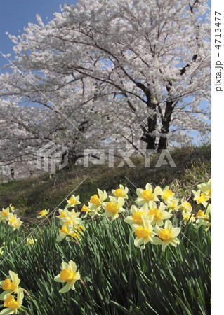 桧木内川堤の桜並木と水仙の花 桧木内川堤の桜並木と水仙の花 4713477