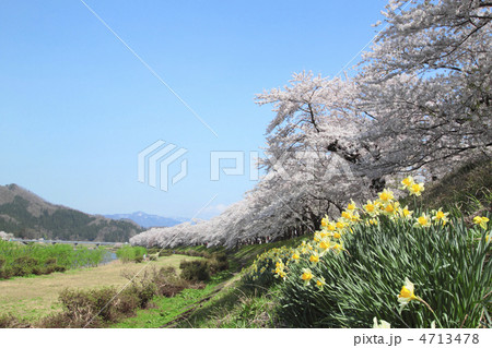 桧木内川堤の桜並木と水仙の花 4713478