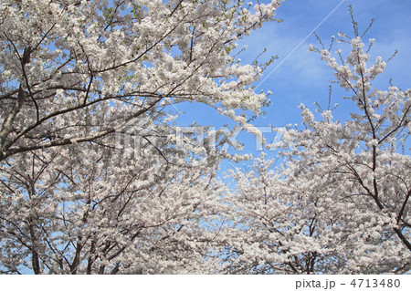 青空と満開の桜 4713480