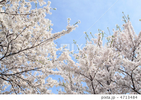 青空と満開の桜 青空と満開の桜 4713484