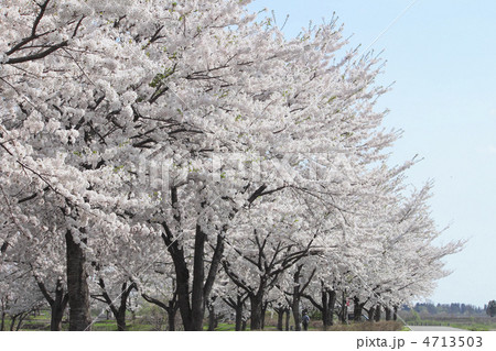 青空と満開の桜 4713503