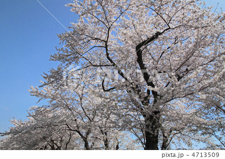 青空と満開の桜 4713509