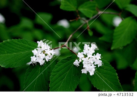 コバノガマズミ 4713532