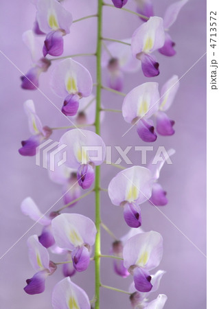 淡いイメージの長藤の花の素材 淡いイメージの長藤の花の素材 4713572