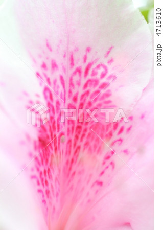 春の雰囲気をイメージしたリュウキュウツツジの花びらのアップ 4713610