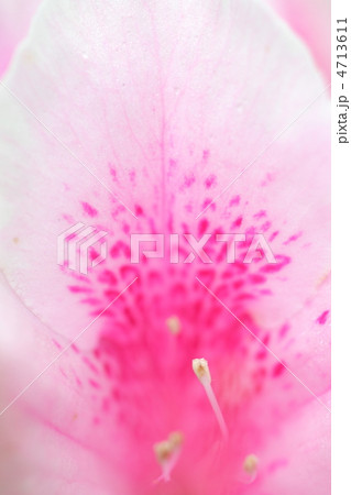 春の雰囲気をイメージしたリュウキュウツツジの花びらのアップ 4713611
