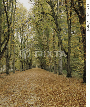 シュノンソーの並木道と落ち葉 シュノンソーの並木道と落ち葉 4713711