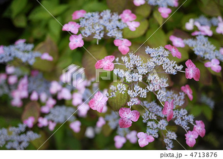 アジサイ アジサイ 4713876